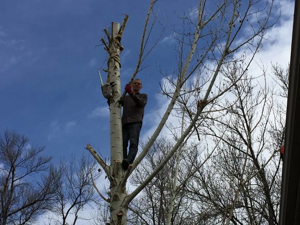 Affordable landscape installation in Woods Cross, UT - American Firewood and Tree Service