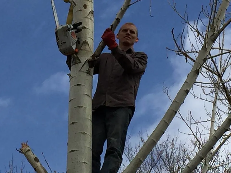 Reliable yard cleanup service for year-round maintenance in Woods Cross, UT by American Firewood and Tree Service