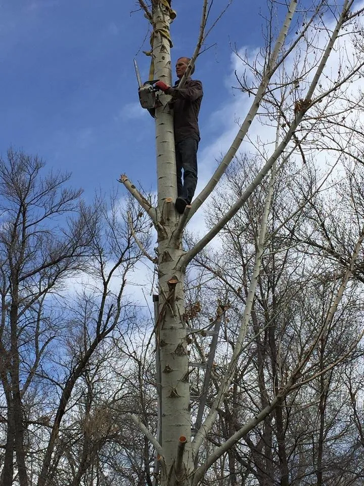 Custom yard maintenance in Woods Cross, UT by American Firewood and Tree Service