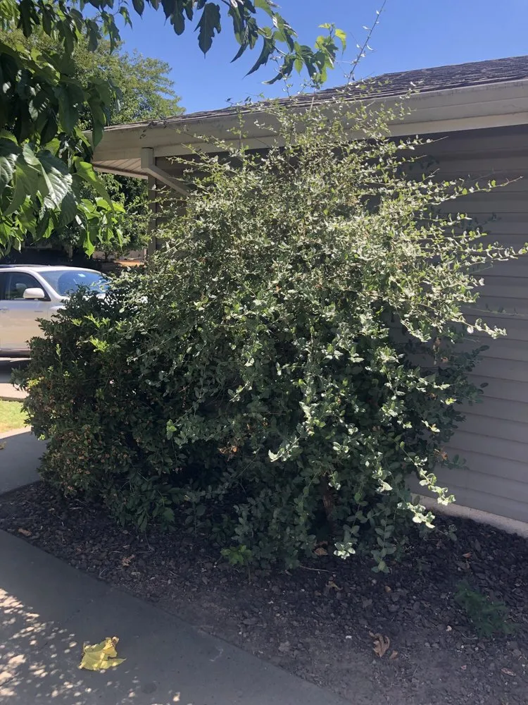 Top-rated garden landscaping experts serving Citrus Heights, CA - American Gardens