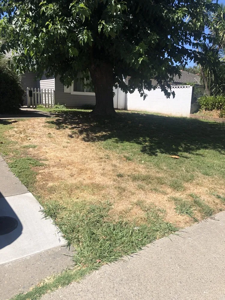 Trusted lawn care service for outdoor upgrades across Citrus Heights, CA - American Gardens