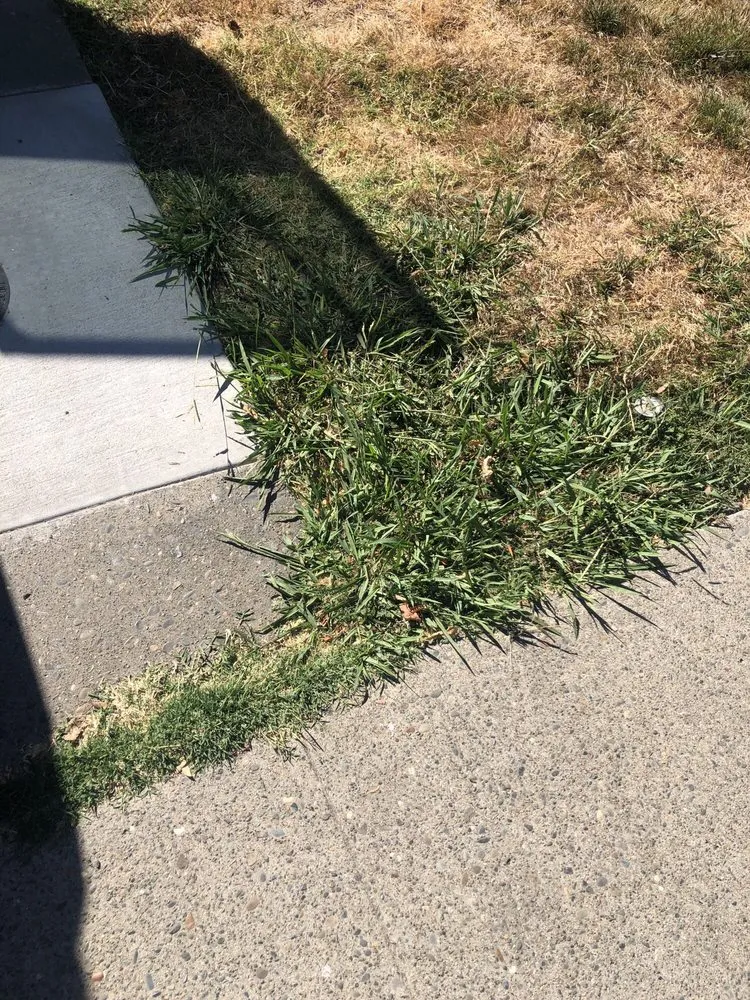 Local landscaping services experts serving Citrus Heights, CA - American Gardens