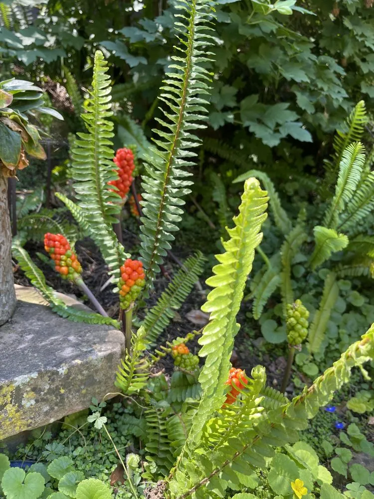 Affordable landscaping services for homes in Fair Oaks, CA by American Gardens Landscaping