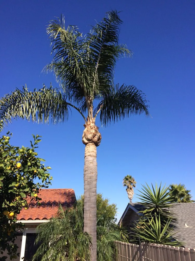 Expert landscape installation for outdoor upgrades in Palos Verdes, CA by American Gardens