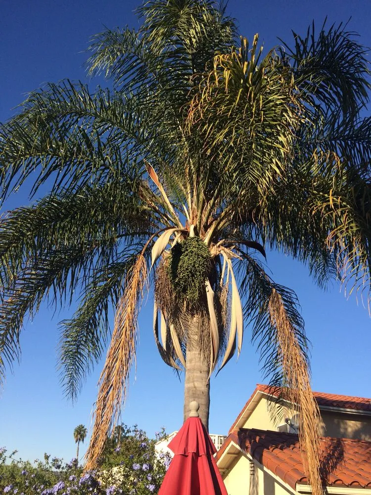 Expert lawn care service for homes in Palos Verdes, CA by American Gardens