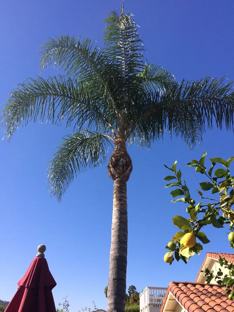 Top-rated lawn mowing service experts serving Palos Verdes, CA - American Gardens