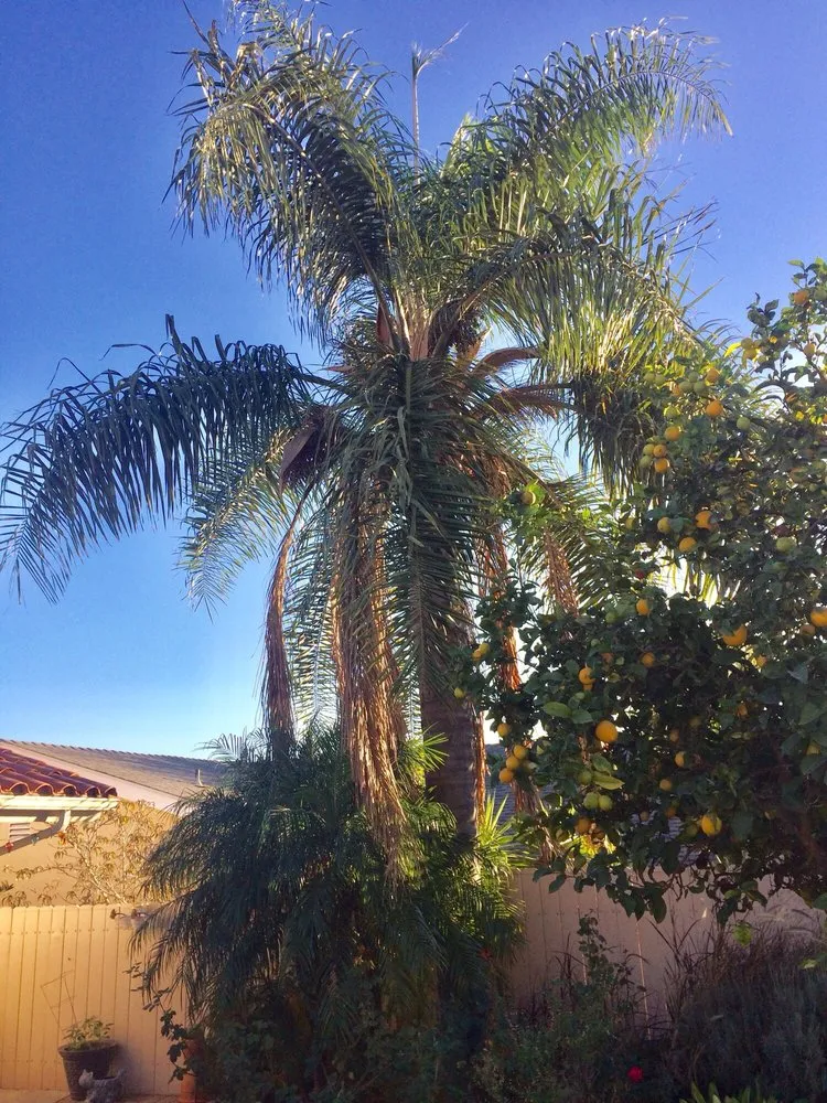 Reliable garden landscaping experts serving Palos Verdes, CA - American Gardens