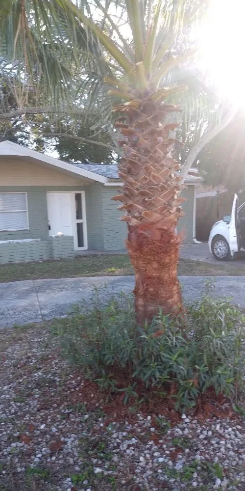 Reliable garden landscaping for homes across Port Richey, FL - American Girl Lawn Care