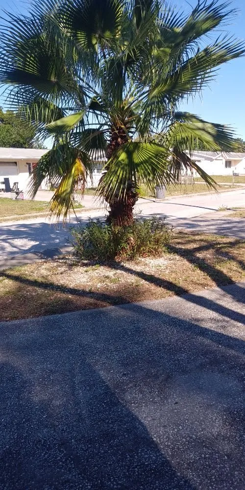 Trusted yard cleanup service for outdoor upgrades across Port Richey, FL - American Girl Lawn Care