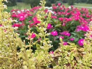 Expert garden landscaping experts serving Foristell, MO - American Grasslands