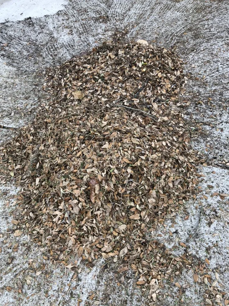 Local lawn care service for year-round maintenance in Orlando, FL by American Green Lawn Care