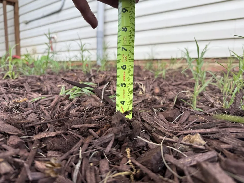 Top-rated landscape design in Clover, SC by American Green Lawns