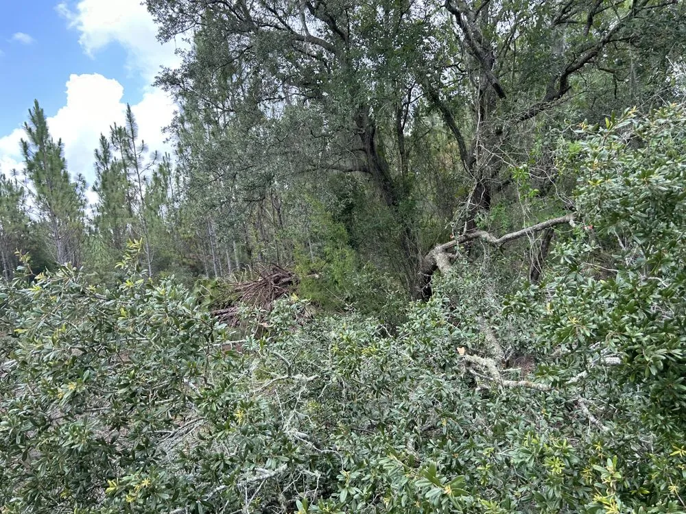 Local landscape design in Chiefland, FL by American Land Renovations