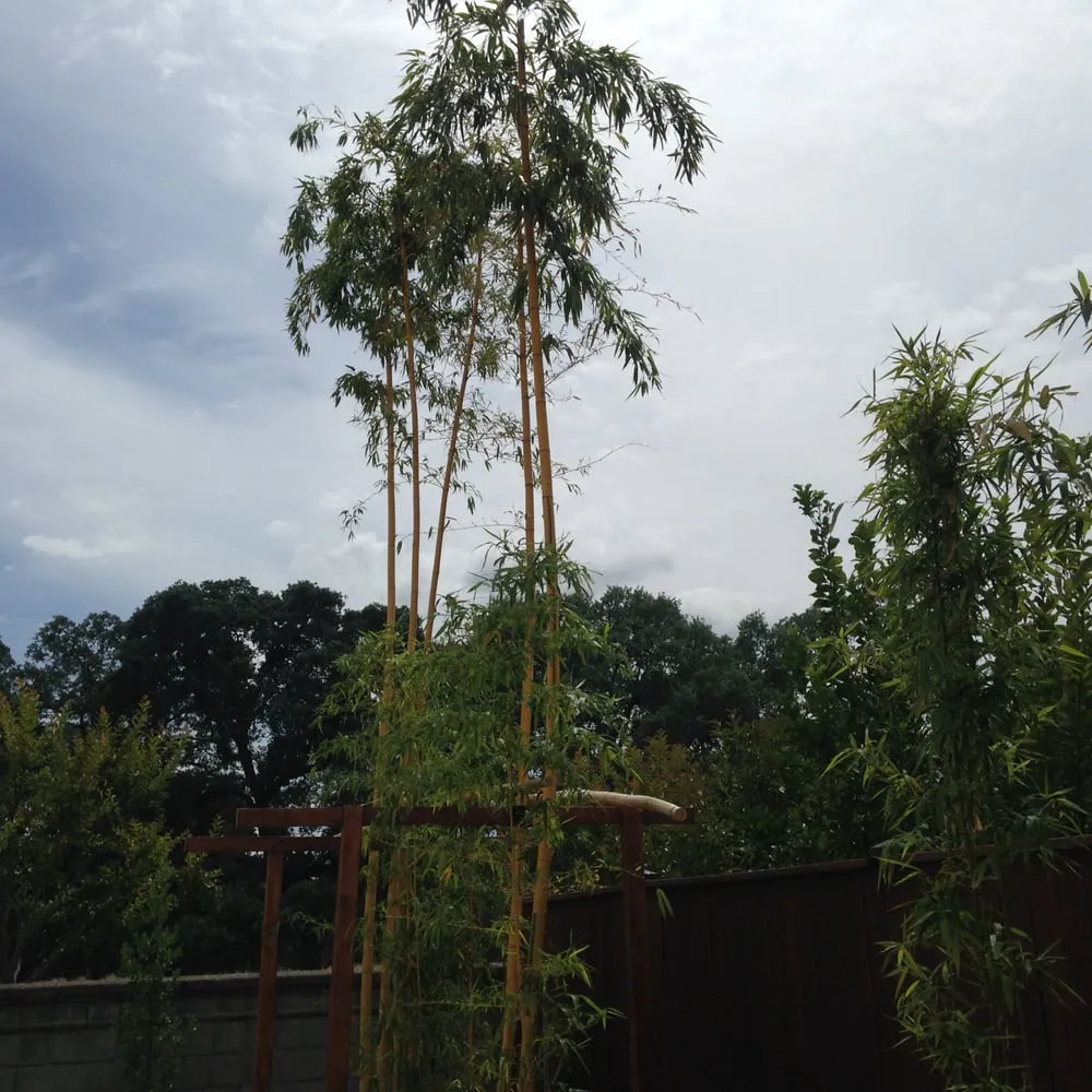 Affordable landscape installation for homes across Sacramento, CA - American Landscape Design & Installation