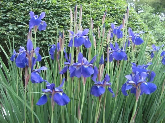 American Landscape Management