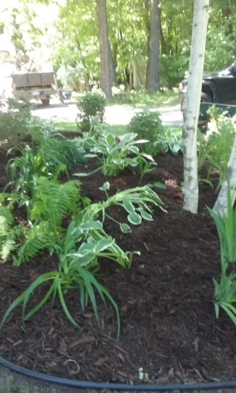 Top-rated yard maintenance for homes in Maple Grove, MN by American Landscape