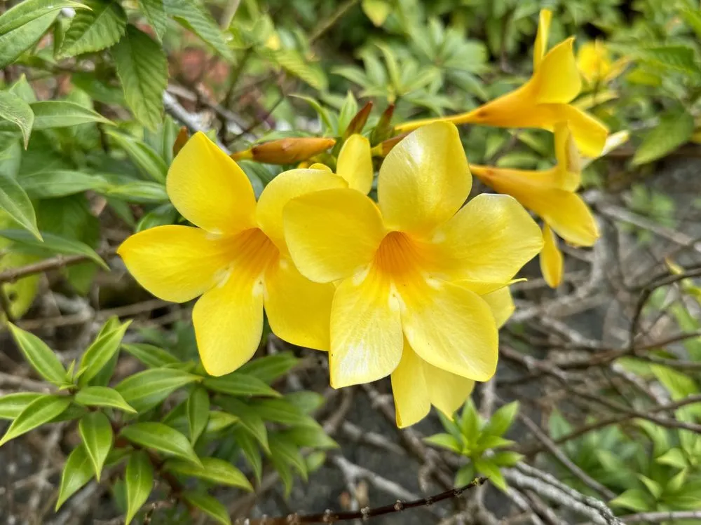 Custom landscaping services for residential properties across MURFREESBORO, TN - American Landscape