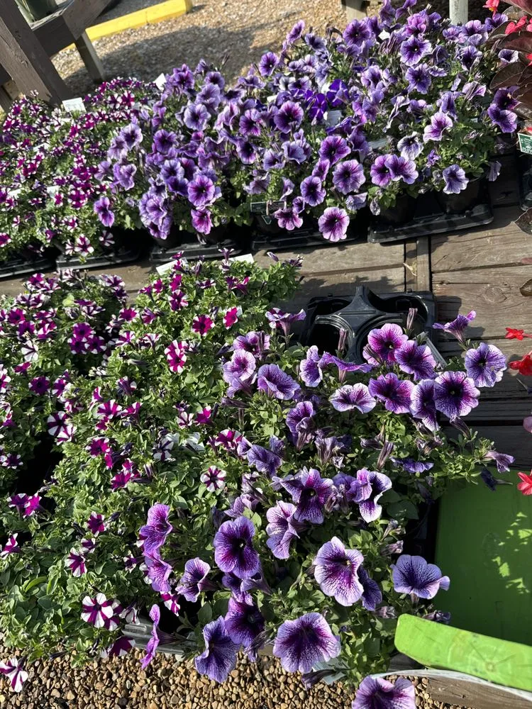 Custom residential landscaping in MURFREESBORO, TN by American Landscape