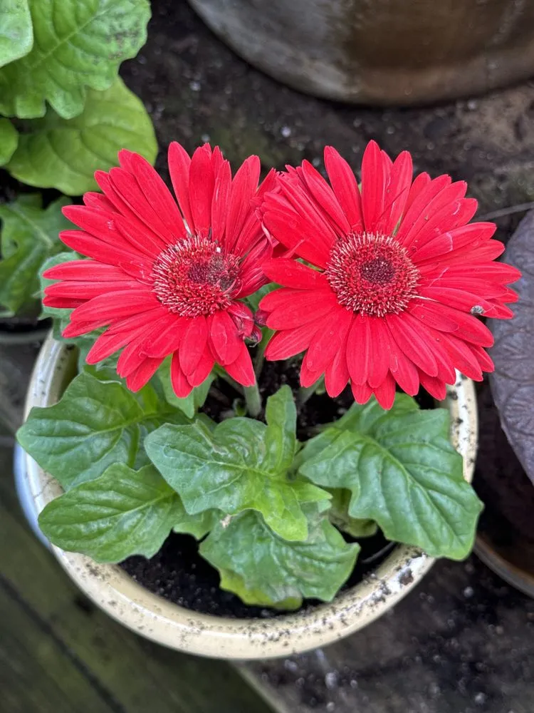 Expert landscape installation in MURFREESBORO, TN - American Landscape