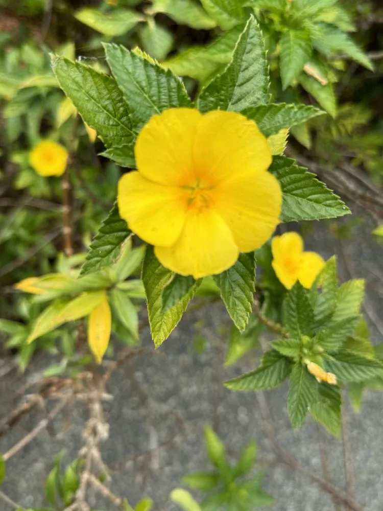 Affordable yard maintenance experts serving MURFREESBORO, TN - American Landscape