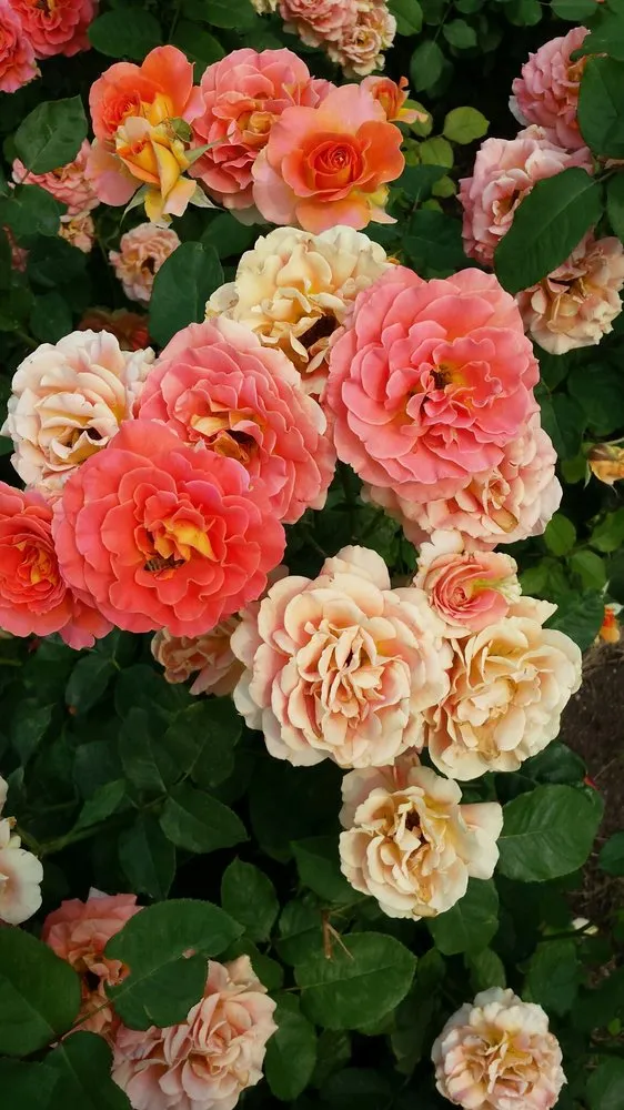 Trusted lawn care service in Beaufort, NC - American Landscapes