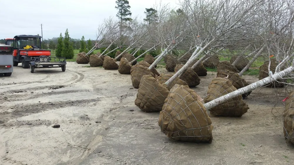 Local landscaping services for year-round maintenance in Beaufort, NC by American Landscapes