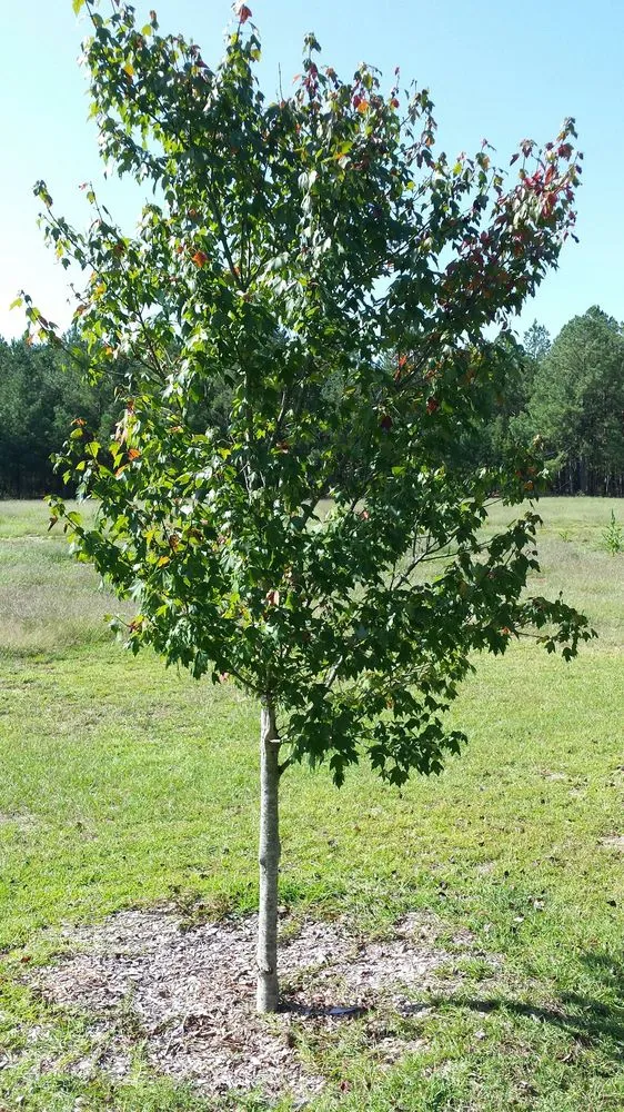 Trusted landscape installation in Beaufort, NC - American Landscapes