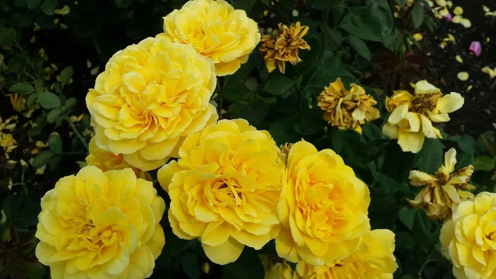 Custom residential landscaping in Beaufort, NC - American Landscapes