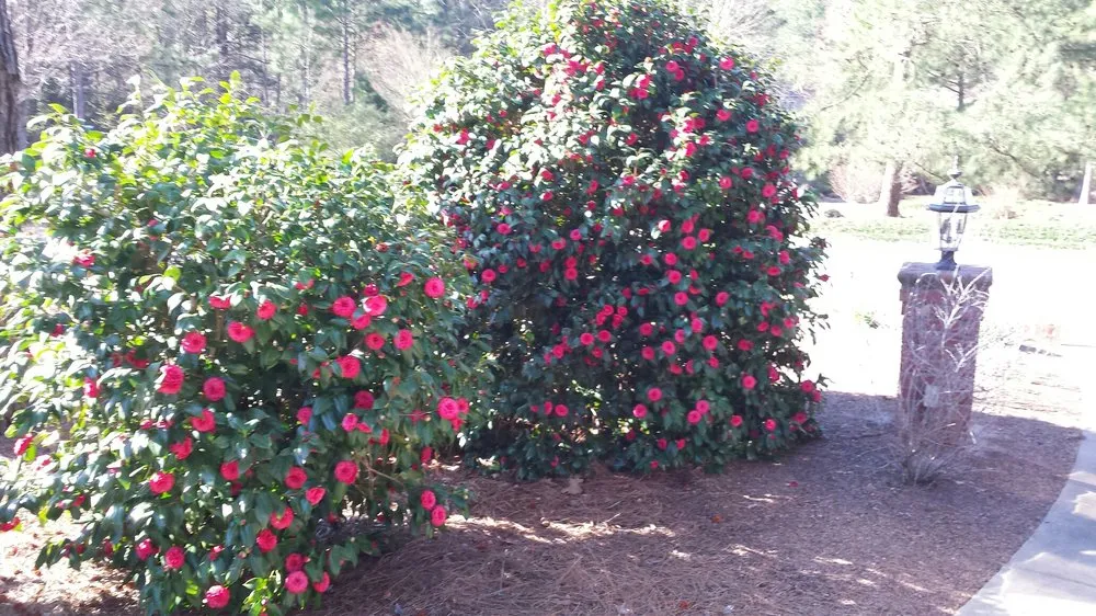 Expert landscaping services in Beaufort, NC by American Landscapes