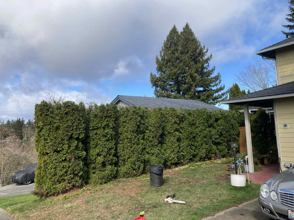 Custom yard cleanup service in South Park Village, WA by American Landscaping & Tree Service