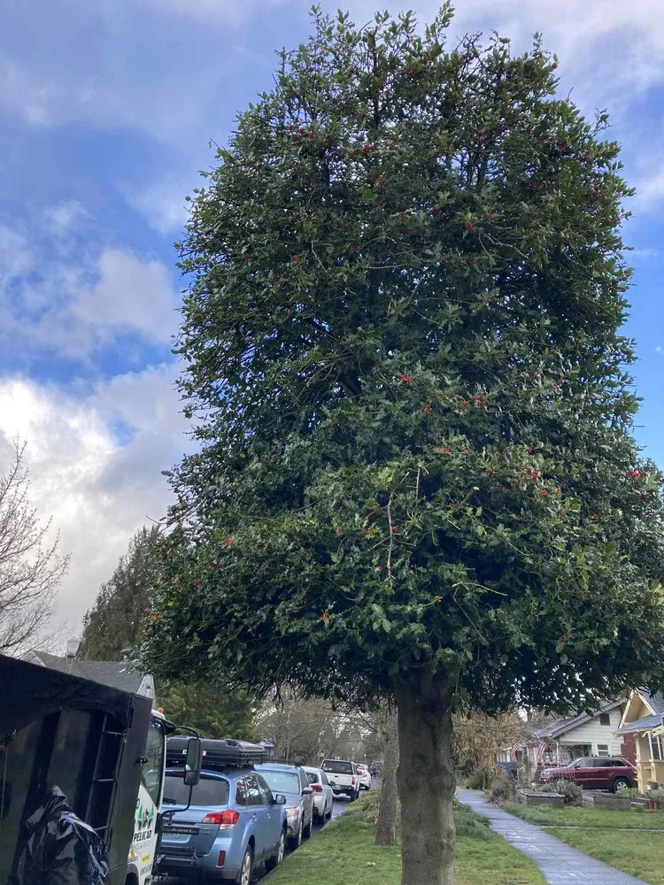 Reliable landscape installation experts serving South Park Village, WA - American Landscaping & Tree Service