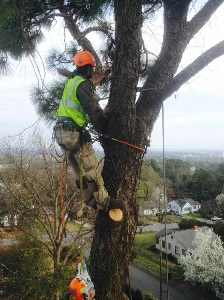 Professional yard maintenance in West Hartford, CT - American Landscaping & Tree Service