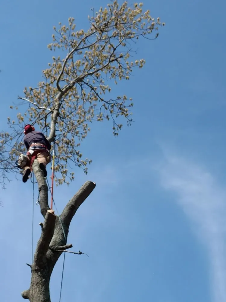 Local yard cleanup service for year-round maintenance in Ocean Grove, NJ by American Landscaping and Tree Service