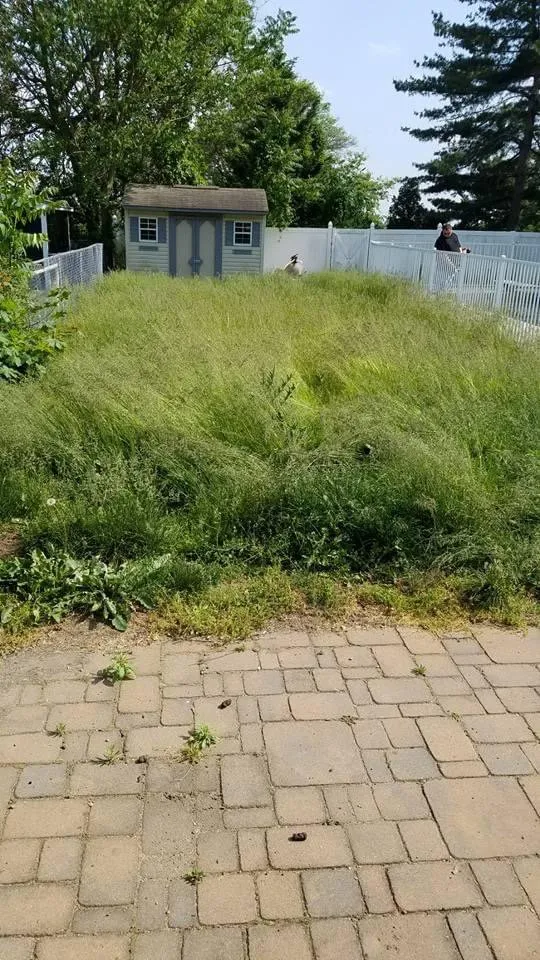 Top-rated landscaping services experts serving Bayonne, NJ - American Landscaping Services