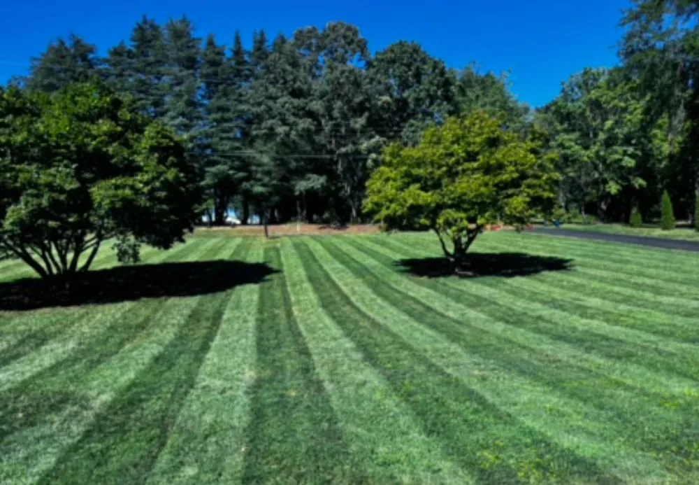 Top-rated landscape design for year-round maintenance in Lewisville, NC by American Landscaping Services