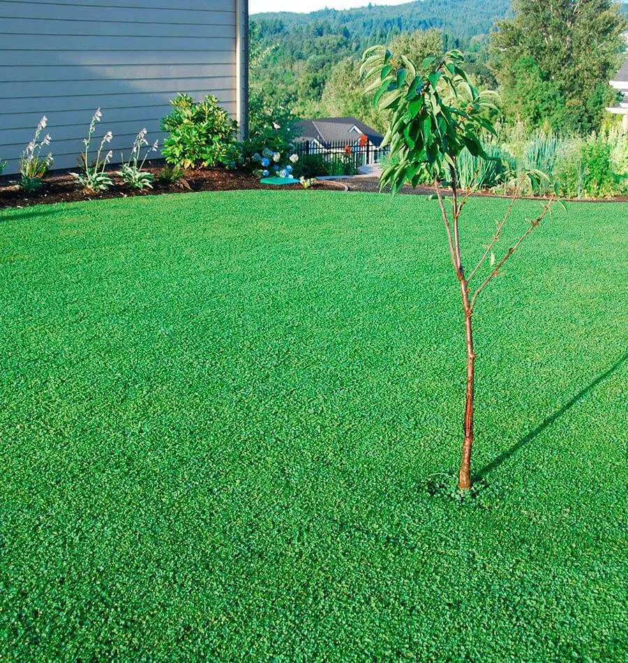 Trusted lawn mowing service experts serving Tacoma, WA - American Landscaping