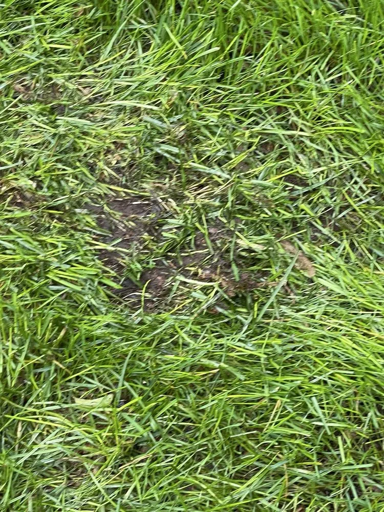 Trusted yard maintenance experts serving Englishtown, NJ - American Lawn & Sprinkler