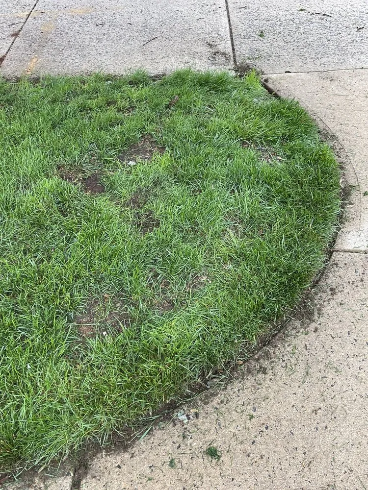 Expert lawn mowing service for residential properties in Englishtown, NJ by American Lawn & Sprinkler