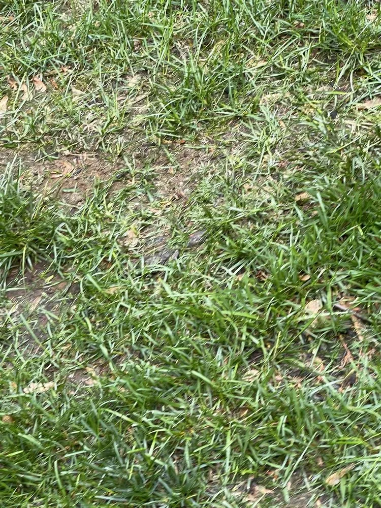 Custom lawn mowing service experts serving Englishtown, NJ - American Lawn & Sprinkler