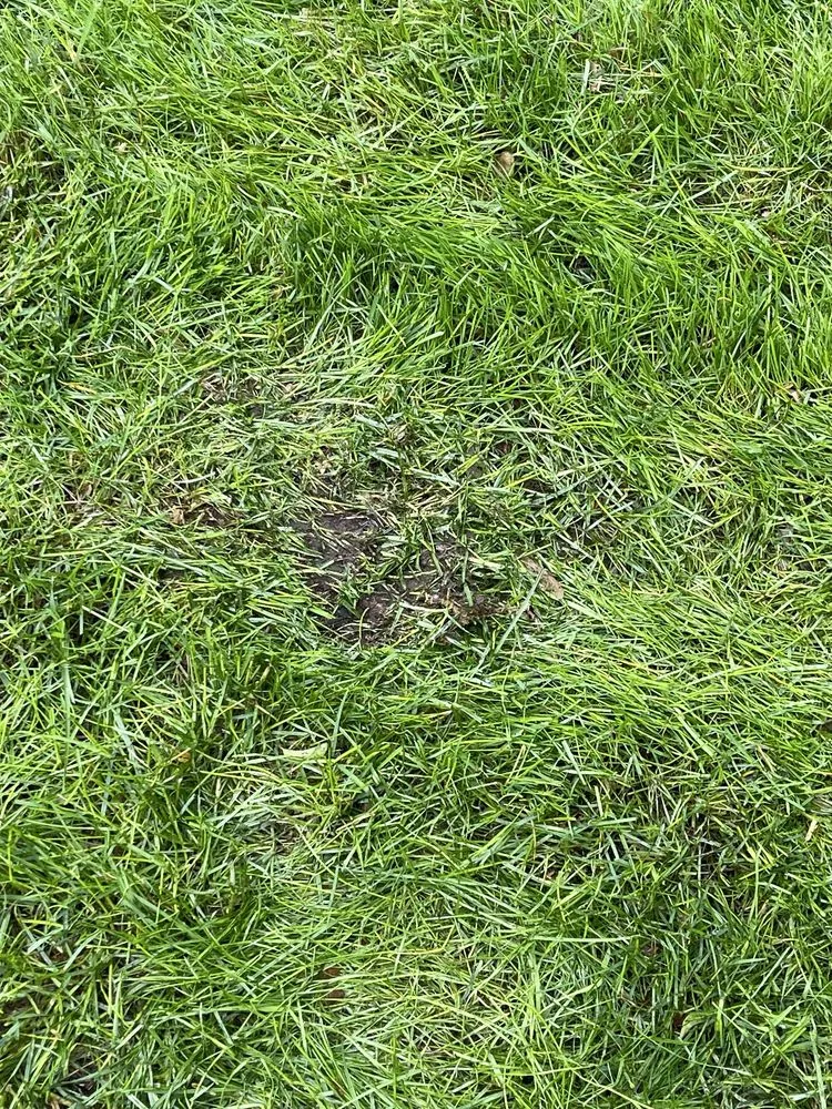 Local landscape installation for homes across Englishtown, NJ - American Lawn & Sprinkler