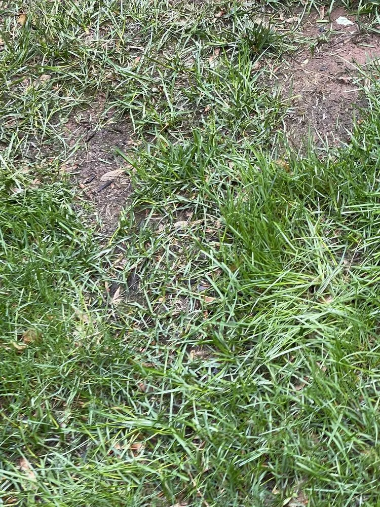 Trusted lawn mowing service for homes in Englishtown, NJ by American Lawn & Sprinkler