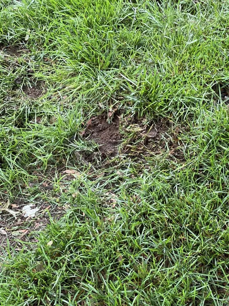 Affordable yard maintenance experts serving Englishtown, NJ - American Lawn & Sprinkler