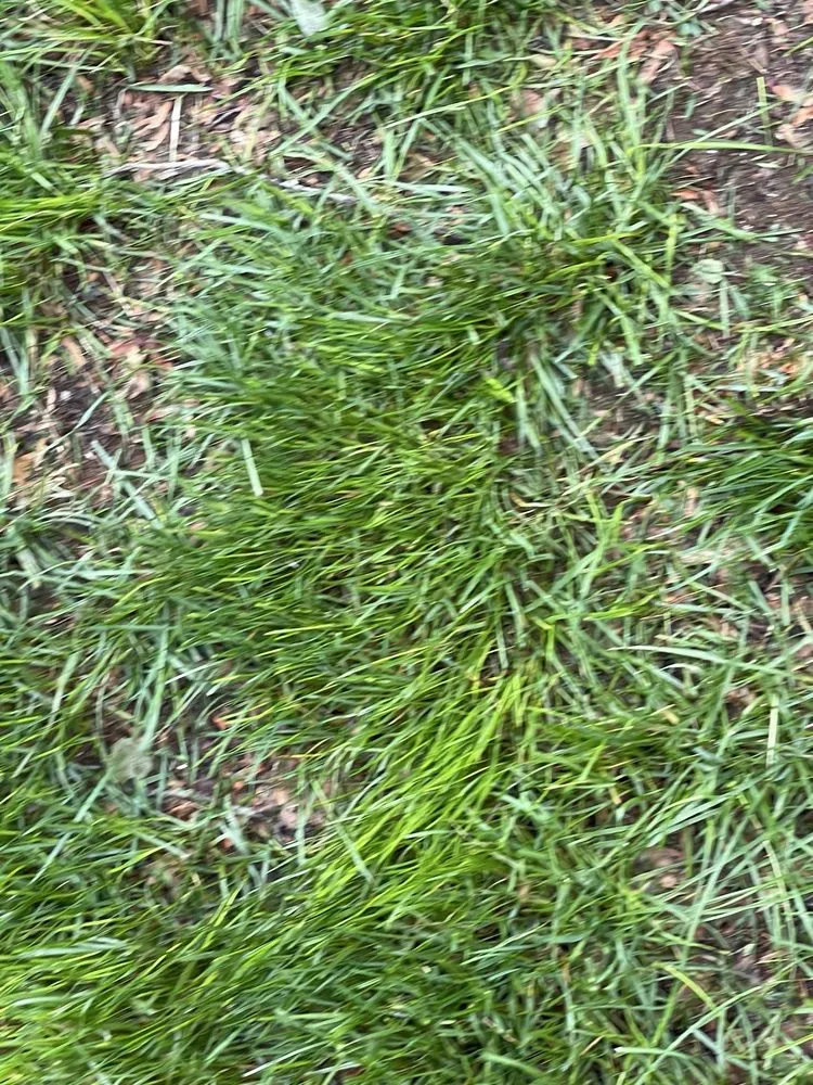 Trusted yard maintenance experts serving Englishtown, NJ - American Lawn & Sprinkler