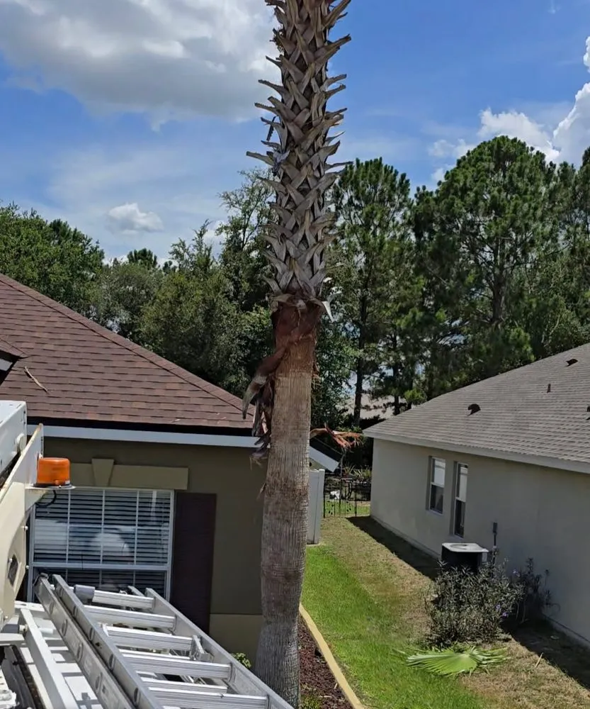 Local yard maintenance near you in Ocala, FL by American Lawn & Trees