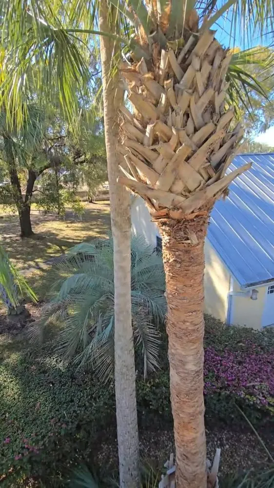 Affordable yard cleanup service experts serving Ocala, FL - American Lawn & Trees