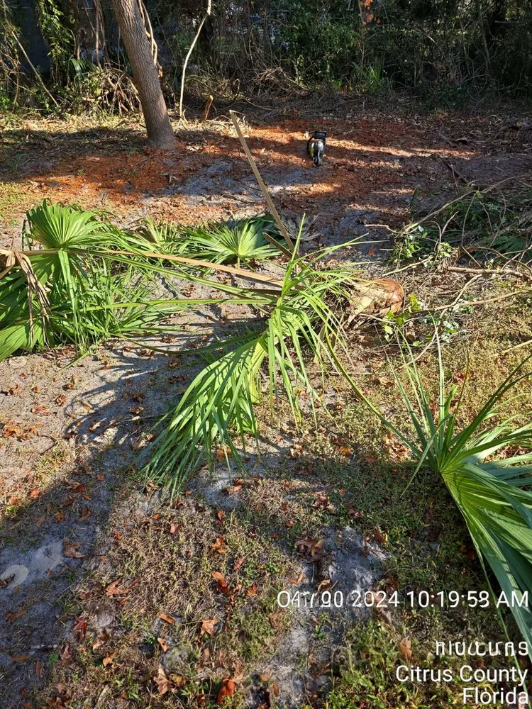 Top-rated outdoor landscaping for beautiful yards across Ocala, FL - American Lawn & Trees