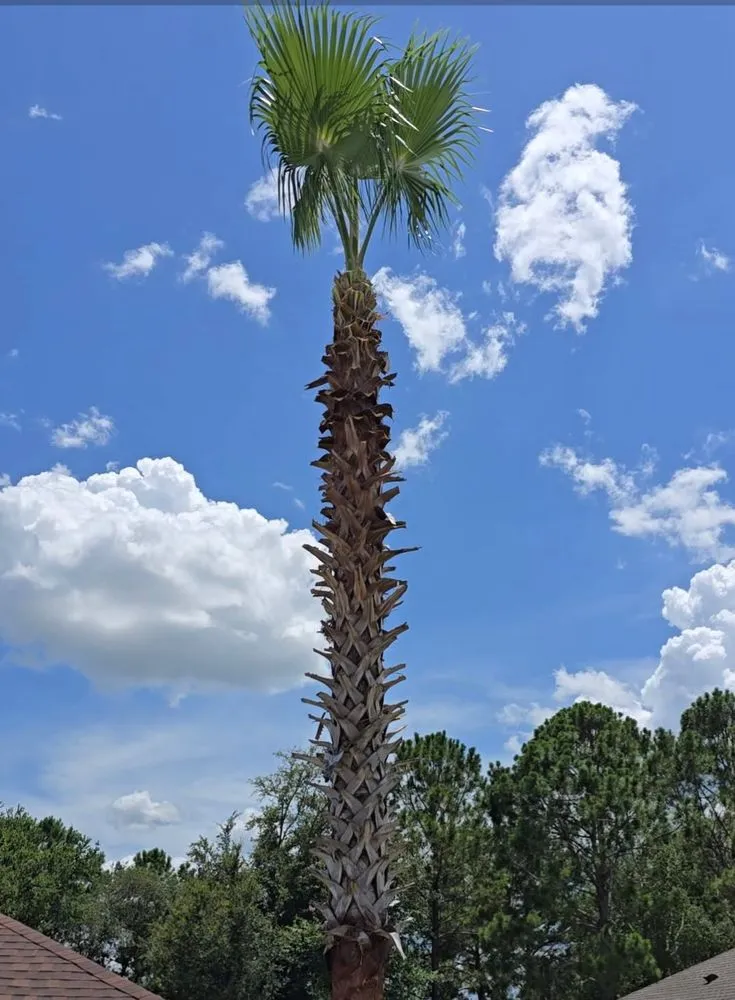 Expert lawn care service for residential properties across Ocala, FL - American Lawn & Trees