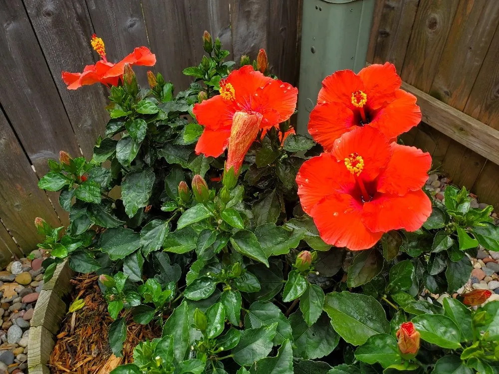 Professional yard cleanup service experts serving Kearney, MO - American Lawn and Landscape