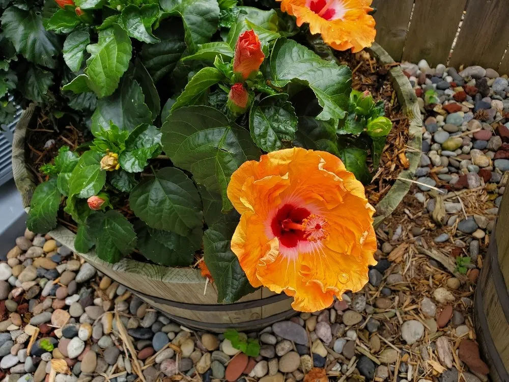 Professional garden landscaping in Kearney, MO by American Lawn and Landscape