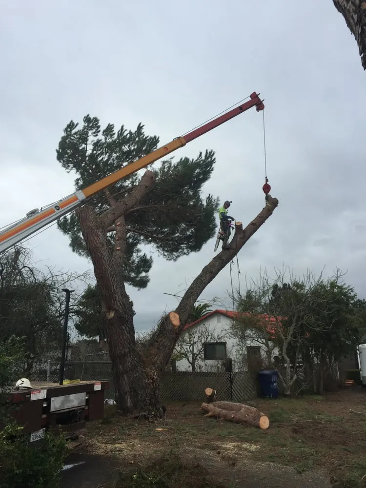 Expert garden landscaping for year-round maintenance in Winter Garden, FL by American Lawn Care Experts